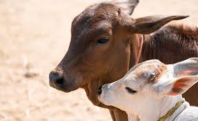 cow seva- gau shaala donation in india