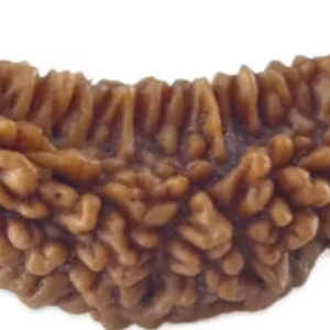 1 Mukhi Rudraksha Original | Price | Benefits