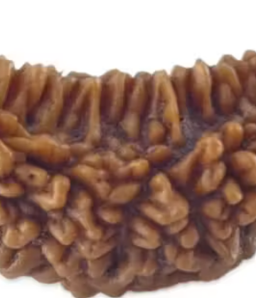 1 Mukhi Rudraksha Original | Price | Benefits