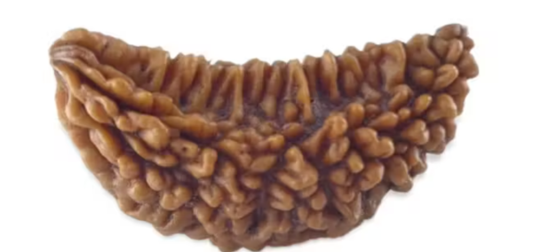 1 Mukhi Rudraksha Original | Price | Benefits