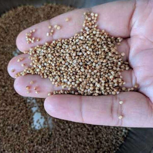 Kodo Millets Arikalu Healthy Traditional Food Available Online